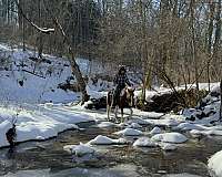 patches-missouri-fox-trotter-horse