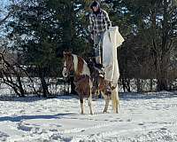 play-missouri-fox-trotter-horse