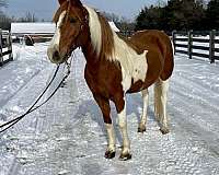 special-missouri-fox-trotter-horse