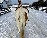 stall-missouri-fox-trotter-horse