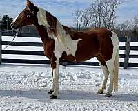 temperament-missouri-fox-trotter-horse