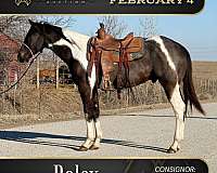 prospect-english-horse