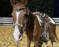 arabian-farm-horse