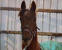 showhorse-morgan-horse