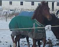 ears-morgan-horse