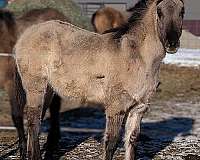 roan-horse