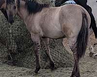 snipper-music-filly