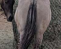 roan-horse
