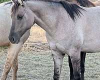 snipper-music-horse