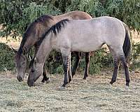 snipper-music-filly