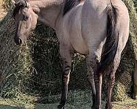 roan-horse