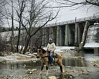 buckskin-spotted-mare