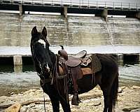 mountain-pleasure-horse-for-sale