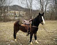 quarter-horse-gelding