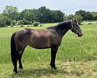 cross-mare-weanling