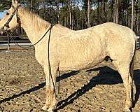 mello-gelding