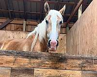 belgian-horse-for-sale