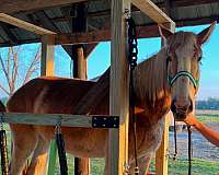 belgian-horse