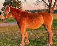 belgian-mare