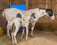 double-homozygous-mare