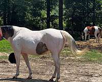 grulla-tobiano-mare