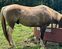 grulla-tobiano-mare