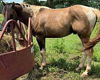 triple-homozygous-mare