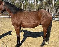 backs-quarter-horse