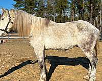 good-stop-percheron-horse