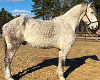 has-been-ridden-percheron-horse