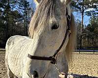 learn-percheron-horse