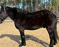 and-more-percheron-horse