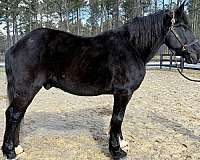 saddles-percheron-horse