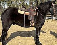 sells-percheron-horse