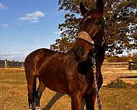 trail-thoroughbred-horse