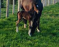 dutch-warmblood-horse