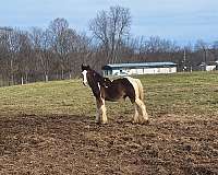 gypsy-vanner-horse