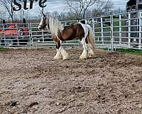 homozygous-gypsy-vanner-horse