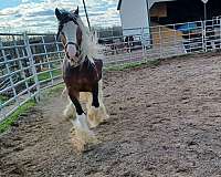 homozygous-tobiano-gypsy-vanner-horse