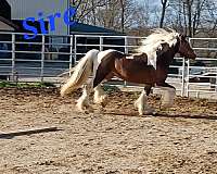 show-gypsy-vanner-horse