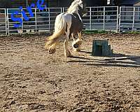 tobiano-gypsy-vanner-colt