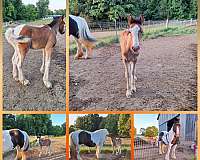 tobiano-homozygous-horse