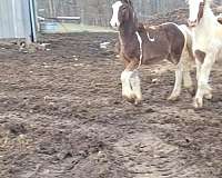 gypsy-vanner-horse-for-sale