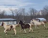 gypsy-vanner