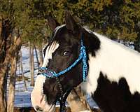 company-spotted-saddle-horse