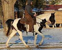 day-spotted-saddle-horse