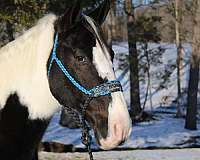 fancy-spotted-saddle-horse