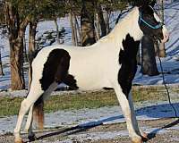 fun-shows-spotted-saddle-horse