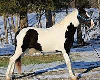 good-gaited-spotted-saddle-horse