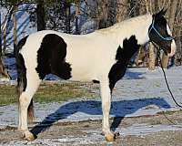 livestock-spotted-saddle-horse